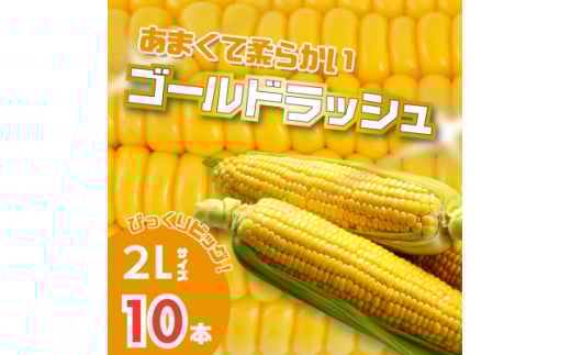 ＜2026年発送＞北海道富良野産　イエローとうもろこし　ゴールドラッシュ2Lサイズ10本　産地直送【1609338】