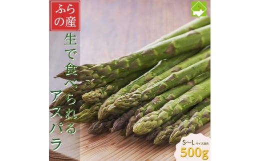 「生」で食べられる!北海道富良野産 グリーンアスパラ 500g (S〜Lサイズ混合)_グリーンアスパラ 野菜 アスパラ 北海道 富良野 産直 産地直送 人気 おすすめ 送料無料 贈答 ギフト プレゼント