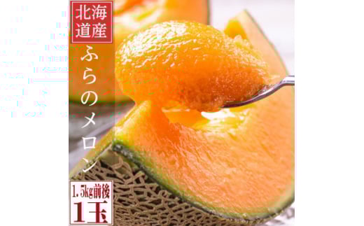 2026年先行予約 糖度15度前後 富良野メロン 2Lサイズ (1.5kg前後) 1玉入_メロン フルーツ 果物 くだもの 富良野 北海道 人気 おすすめ 送料無料 贈答 ギフト 濃厚 高糖度 1玉【1635250】