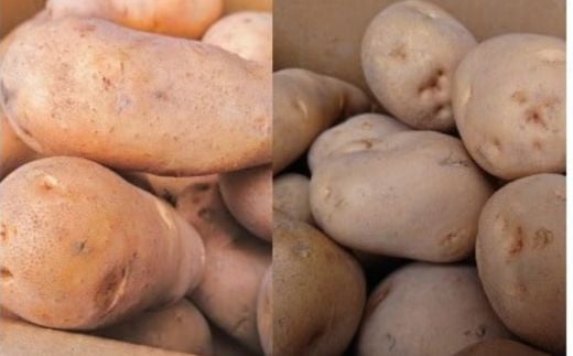 【2025年9月下旬より発送】厚沢部産　メークイン5㎏とキタアカリ5㎏のセット　計約10㎏【Sサイズ】 【 ふるさと納税 人気 おすすめ ランキング じゃがいも ジャガイモ メークイン キタアカリ カレー コロッケ 煮物 じゃがバター ポテトサラダ 甘い 北海道 厚沢部 送料無料 】 ASO031