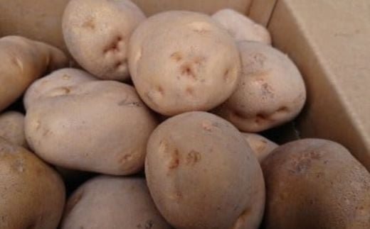 【2025年9月下旬より発送】キタアカリ　厚沢部産　約10kg【Ｌ・２Ｌサイズ】 【 ふるさと納税 人気 おすすめ ランキング じゃがいも ジャガイモ キタアカリ カレー コロッケ 煮物 北海道 厚沢部 送料無料 】 ASO038