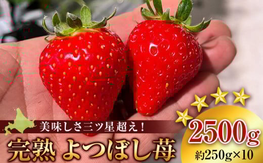 【2026年3月下旬以降発送】北海道産 完熟よつぼし苺(約250g×10パック)