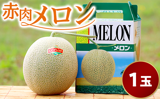 （ルピアレッド）【１玉入】やなぎさわ農園の甘い赤肉メロン