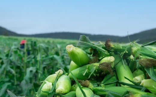 【ゆめのコーン１０本】北海道赤井川村のトウモロコシ：配送８月～
