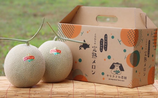 （黄味香）【２玉入】やなぎさわ農園の甘い青肉メロン