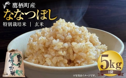 【令和7年産】 ななつぼし (玄米) 5kg 北海道 鷹栖町 たかすタロファーム 米 コメ こめ ご飯 玄米 お米 ななつぼし コメ 玄米