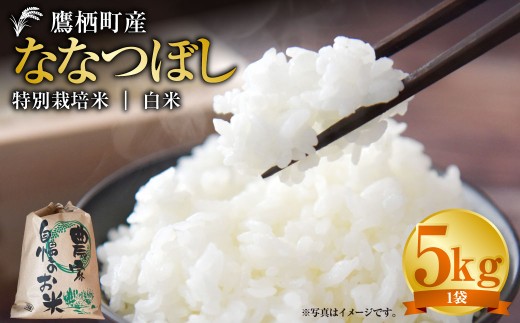 【令和7年産】 ななつぼし (白米) 5kg 北海道 鷹栖町 たかすタロファーム 米 コメ こめ ご飯 白米 お米 ななつぼし コメ 白米