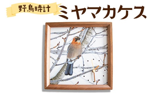 おしゃれ 掛け時計 野鳥時計【ミヤマカケス】【G14106】