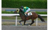 2.強い競走馬づくりに関する事業