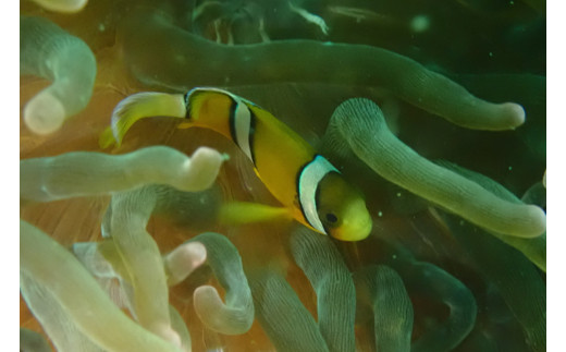 三浦半島城ヶ島でビーチファンダイビング M064-002