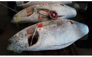 【定期便】特選まぐろ 1本 頭付き（1～12回配送）　M005-T07