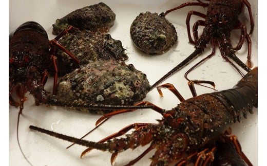 新鮮！天然活伊勢海老と天然活あわび　M030-015