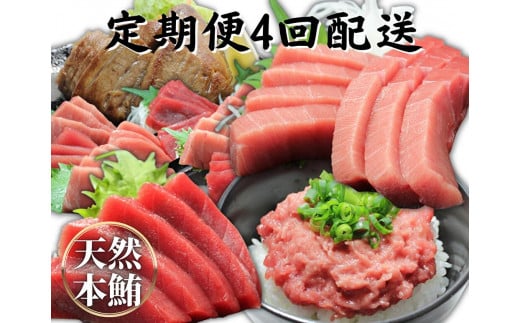 【定期便】天然本鮪詰合せ 4回配送　M007-T08