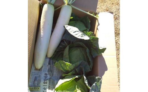 冬のSAYURAN野菜セット　M089-001