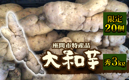 座間市特産品　大和芋　秀　3kg｜贈答品 とろろいも とろろ芋 山芋とろろ やまいも やまといも ※2022年12月上旬～2023年1月下旬頃に順次発送予定