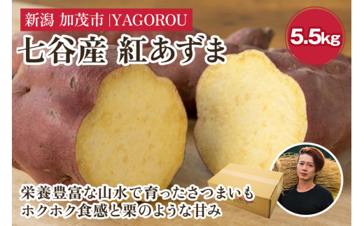 【新潟県加茂市七谷産】紅あずま 5.5kg(M〜LLサイズ)さつまいも《11月中旬〜順次発送》人気品種 ほくほく食感と濃厚な甘み 低温熟成  スイートポテトや天ぷら、焼き芋に 加茂市 YAGOROU ヤゴロウ