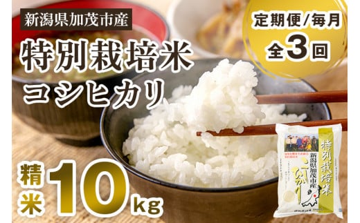 [令和7年産新米先行予約][定期便3回毎月お届け]特別栽培米コシヒカリ 精米 10kg(5kg×2) [10月中旬から順次出荷] 白米 従来品種コシヒカリ 加茂有機米生産組合 新潟県 加茂市産 白米 米 お米 定期便