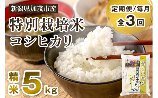 [令和7年産新米先行予約][定期便3回毎月お届け]特別栽培米 コシヒカリ 精米 5kg [10月中旬から順次出荷] 白米 従来品種コシヒカリ 加茂有機米生産組合 新潟県 加茂市産 白米 米 お米 定期便