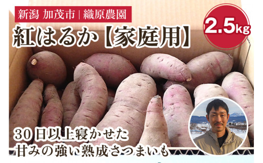 【2025年先行予約】新潟県 加茂市産 紅はるか 【家庭用】 2.5kg 《11月上旬~順次発送》 人気 さつまいも 訳あり 家庭用 さつまいも 熟成 さつまいも しっとり甘みの強い ねっとりとした食感 さつまいも 焼き芋 焼芋 スイートポテト 加茂市 織原農園