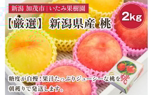 【2026年先行予約】新潟県産 厳選旬のもも 約2kg（1品種） 《7月下旬～出荷予定》 果物 フルーツ 桃 加茂市 いたみ果樹園