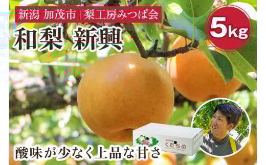 【2025年先行予約】新潟県産 和梨 新興 5kg（7～12玉） 《10月下旬以降発送》しんこう 果物 フルーツギフト 秋の味覚 加茂市 梨工房みつば会