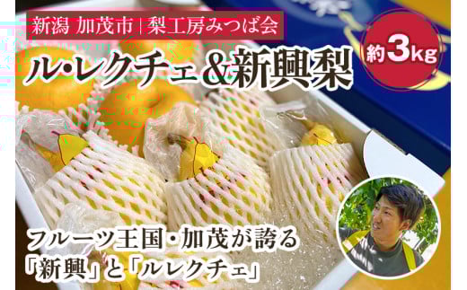 【2025年先行予約】新潟特産 幻の洋梨ル・レクチェ＆新興梨 詰合せセット 約3Kg （ル・レクチェ：5玉　新興梨：3玉） 《11月下旬以降発送》しんこう 果物 フルーツギフト 秋の味覚 加茂市 梨工房みつば会