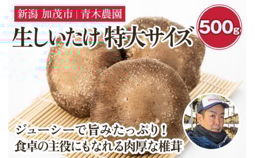 【2025年先行予約】生しいたけ 特大サイズ 約500g(5〜7個)《11月上旬から順次出荷》 品評会で金賞受賞! きのこ しいたけ 椎茸 特大 食べ応えあるビッグサイズ 肉厚で旨味たっぷり! 加茂市 青木農園