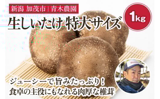 【2025年先行予約】生しいたけ 特大サイズ 約1kg(11~15個)《11月上旬から順次出荷》 品評会で金賞受賞! きのこ しいたけ 椎茸 特大 食べ応えあるビッグサイズ 肉厚で旨味たっぷり! 加茂市 青木農園