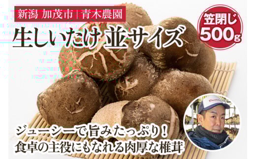 【2025年先行予約】生しいたけ 並サイズ(笠閉じ) 約500g(11~17個)《11月上旬から順次出荷》 品評会で金賞受賞! きのこ しいたけ 椎茸 特大 食べ応えある大きさ 肉厚で旨味たっぷり! 加茂市 青木農園