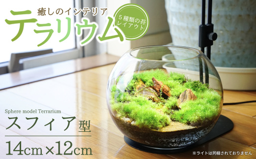テラリウム 14cm スフィア 苔リウム 苔テラリウム インテリアグリーン 観葉植物 雑貨 新潟県加茂市 テラリウム専門ショップ -Terraria-