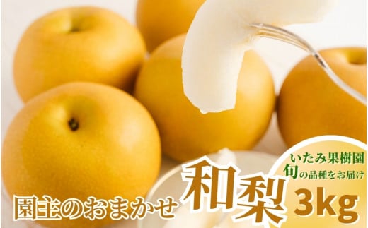 [2025年]新潟県産 和梨 おまかせ3kg [7品種から旬の和梨3kgをお届け!] 園主おすすめ厳選和梨 ( 幸水・秋麗・豊水・あきづき・新美月・新王・新興) [8月下旬から順次発送] 旬の和梨をお届け おまかせ フルーツ 果物 加茂市 いたみ果樹園
