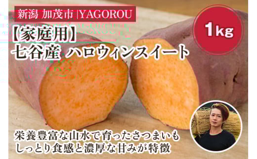 【2025年先行予約】【家庭用】ハロウィンスイート 1kg(A品・B品混在) 新潟県加茂市七谷産 さつまいも《10月下旬〜順次発送》 サツマイモ お芋 焼き芋 スイートポテト 野菜 根菜 低温熟成 加茂市 YAGOROU ヤゴロウ