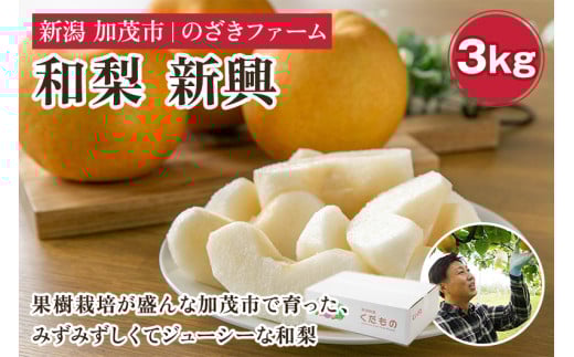 【2025年先行予約】新潟県加茂市産 和梨 新興3kg（4～7玉）〈10月下旬～順次出荷〉  なし ナシ しんこう 果物 フルーツ 秋の味覚 加茂市 のざきファーム