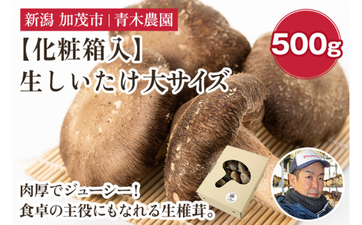 【2025年先行予約】【化粧箱入】生しいたけ 大サイズ 約500g(9~13個)《10月中旬から順次発送》 品評会で金賞受賞!  きのこ しいたけ 椎茸 特大 食べ応えある大きさ 肉厚で旨味たっぷり! ギフト 加茂市 青木農園