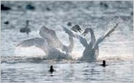 １. 白鳥の瓢湖、五頭連峰、阿賀野川など、豊かな自然環境を守り育てる
