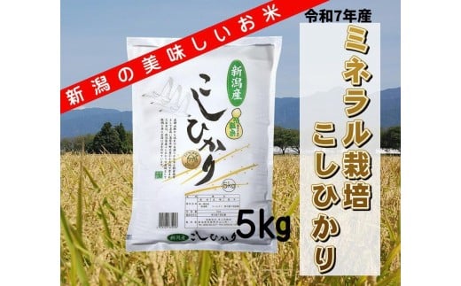 【令和7年産新米】ミネラル栽培こしひかり 5kg 白米 精米 井上米穀店 1I01016