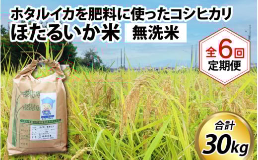 【先行予約】【新米】ほたるいか米(無洗米5kg)×6回 計30kg【6ヶ月定期便】25年10月開始【訳あり 米 コシヒカリ こしひかり ほたるいか ホタルイカ お米 ブランド米 富山 滑川】