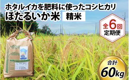 【先行予約】【新米】ほたるいか米(精米10kg)×6回 計60kg【6ヶ月定期便】25年10月開始【訳あり 米 コシヒカリ こしひかり ほたるいか ホタルイカ お米 ブランド米 富山 滑川】