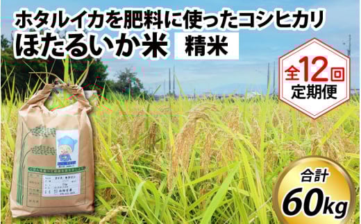 【訳あり】ほたるいか米(精米5kg)×12回 計60kg【12ヶ月定期便】【訳あり 米 コシヒカリ こしひかり ほたるいか ホタルイカ お米 ブランド米 富山 滑川】