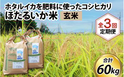【先行予約】【新米】ほたるいか米(玄米20kg)×3回 計60kg【3ヶ月定期便】25年10月開始 【訳あり 米 コシヒカリ こしひかり ほたるいか ホタルイカ お米 ブランド米 富山 滑川】