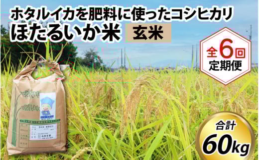 【先行予約】【新米】ほたるいか米(玄米10kg)×6回 計60kg【6ヶ月定期便】25年10月開始【訳あり 米 コシヒカリ こしひかり ほたるいか ホタルイカ お米 ブランド米 富山 滑川】