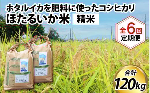【先行予約】【新米】ほたるいか米(精米20kg)×6回 計120kg【6ヶ月定期便】25年10月開始【訳あり 米 コシヒカリ こしひかり ほたるいか ホタルイカ お米 ブランド米 富山 滑川】