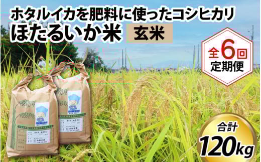 【先行予約】【新米】ほたるいか米(玄米20kg)×6回 計120kg【6ヶ月定期便】25年10月開始【訳あり 米 コシヒカリ こしひかり ほたるいか ホタルイカ お米 ブランド米 富山 滑川】