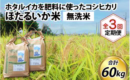【先行予約】【新米】ほたるいか米(無洗米20kg)×3回 計60kg【3ヶ月定期便】 25年10月開始【訳あり 米 コシヒカリ こしひかり ほたるいか ホタルイカ お米 ブランド米 富山 滑川】