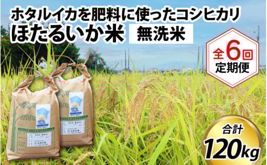 【先行予約】【新米】ほたるいか米(無洗米20kg)×6回 計120kg【6ヶ月定期便】25年10月開始【訳あり 米 コシヒカリ こしひかり ほたるいか ホタルイカ お米 ブランド米 富山 滑川】