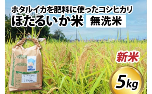 [先行予約][新米]ほたるいか米(新米/無洗米5kg)25年10月以降順次配送予定 [訳あり 米 コシヒカリ こしひかり ほたるいか ホタルイカ お米 ブランド米 富山 滑川 令和7年産 ]