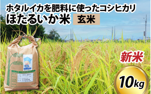 【先行予約】【新米】ほたるいか米(新米/玄米10kg)25年10月以降順次配送予定 【訳あり 米 コシヒカリ こしひかり ほたるいか ホタルイカ お米 ブランド米 富山 滑川 令和7年産 】
