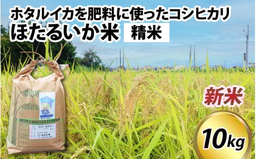 [先行予約][新米]ほたるいか米(新米/精米10kg)25年10月以降順次配送予定[訳あり 米 コシヒカリ こしひかり ほたるいか ホタルイカ お米 ブランド米 富山 滑川 令和7年産 ]