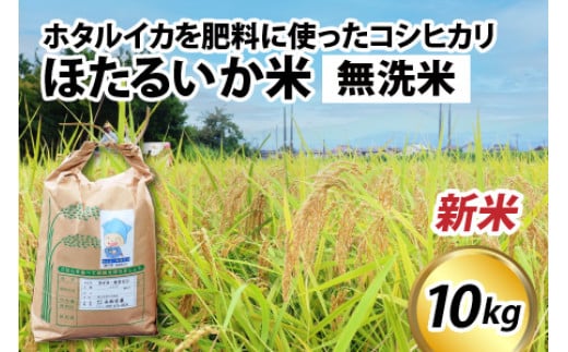 [先行予約][新米]ほたるいか米(新米/無洗米10kg)25年10月以降順次配送予定[ 訳あり 米 コシヒカリ こしひかり ほたるいか ホタルイカ お米 ブランド米 富山 滑川 新米 無洗米 むせんまい 令和7年 10キロ コメ 精米 ワケあり ]