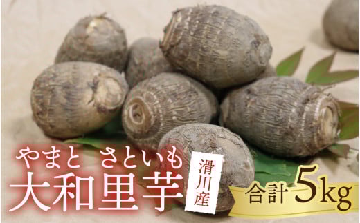 【先行予約】さといも 大和里芋(やまと)5kg【2025年11月上旬より順次発送予定】 | 野菜 芋 イモ 根菜 いも 煮物 旬 味覚 秋